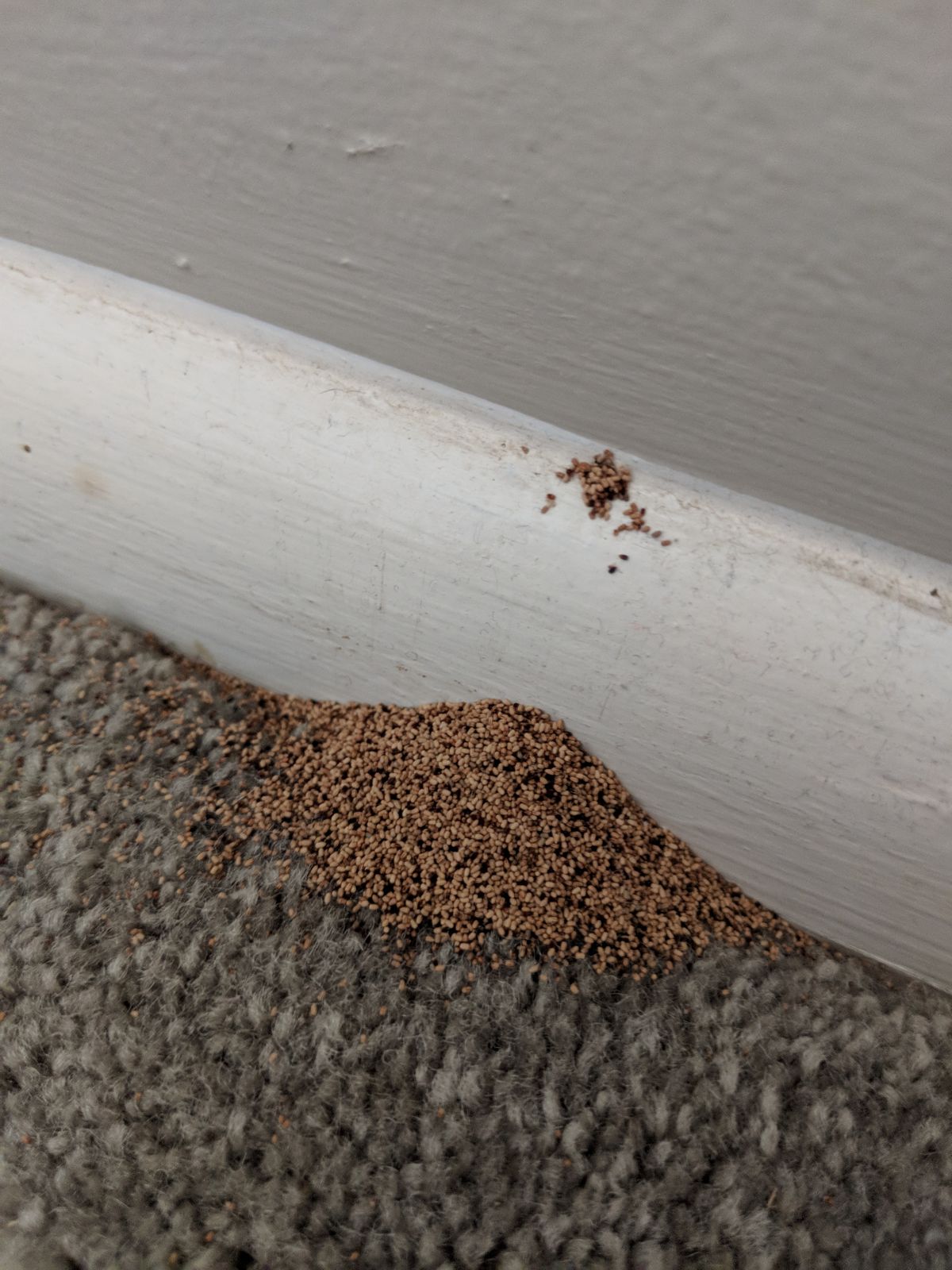Pile of termite frass (droppings) near a baseboard - a telltale sign of drywood termite infestation